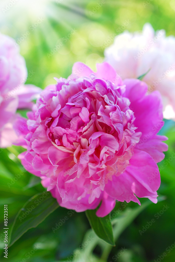 pink peony in the garden