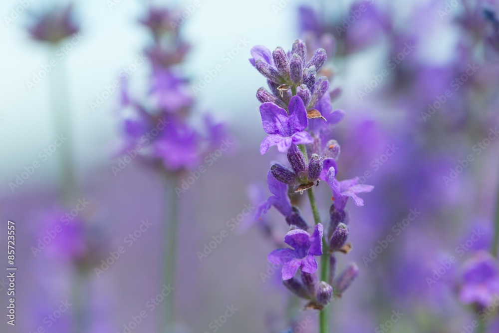 Fototapeta premium Lavender, Flower, Single Flower.