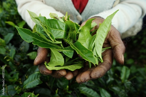 Sri Lanka, femme cueilleuse de thé dans les plantations.