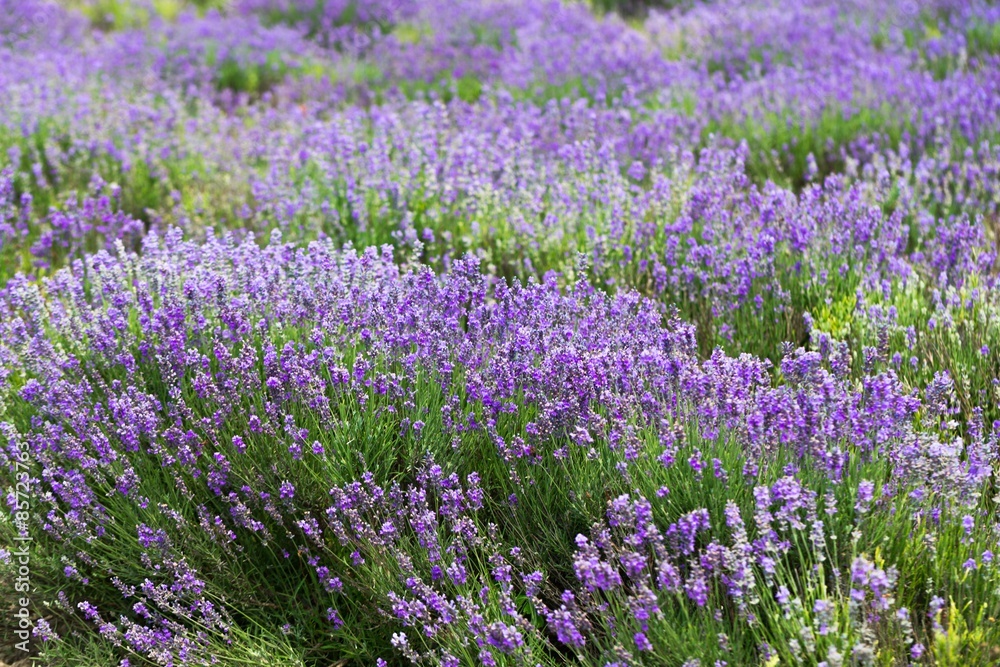 Lavender, Field, Provence-Alpes-Cote d'Azur. Lavender, Field, Provence-Alpes-Cote d'Azur.