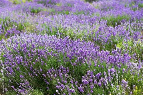 Lavender  Field  Provence-Alpes-Cote d Azur.