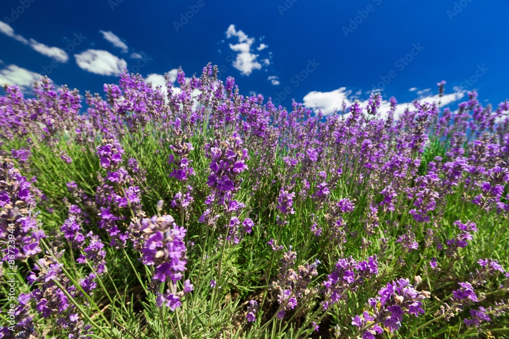 Lavender, Purple, Provence-Alpes-Cote d'Azur.