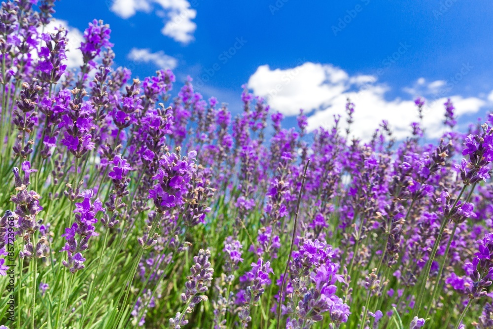 Naklejka premium Lavender, Flower, Lavender Coloured.