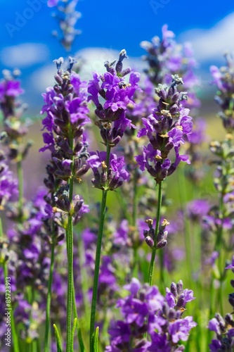 Lavender  Field  Herb.