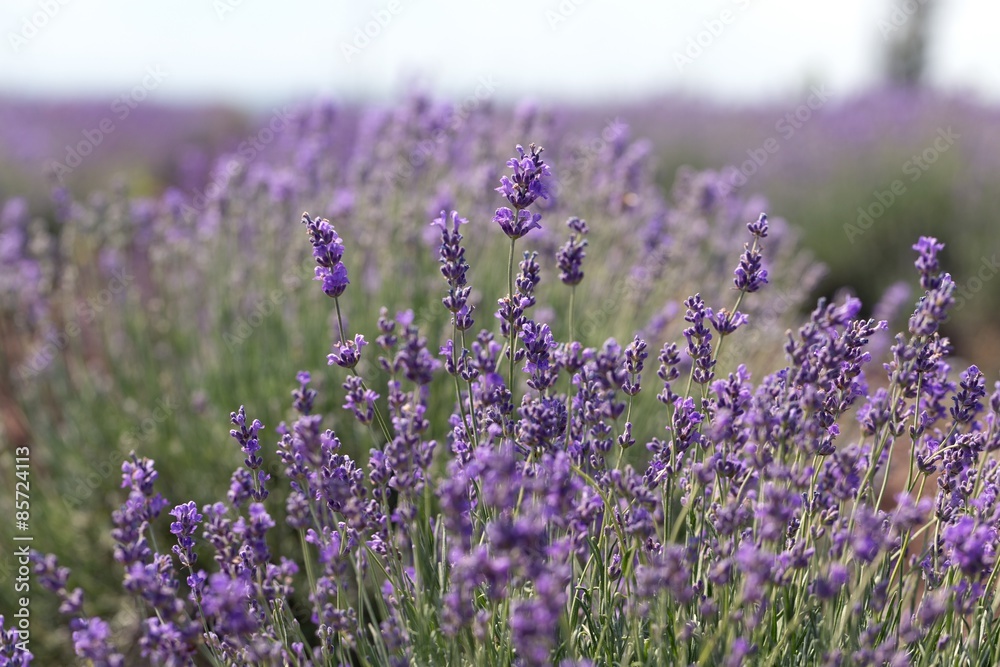 Lavender, Flower, Field.
