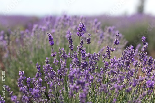 Lavender  Flower  Field.