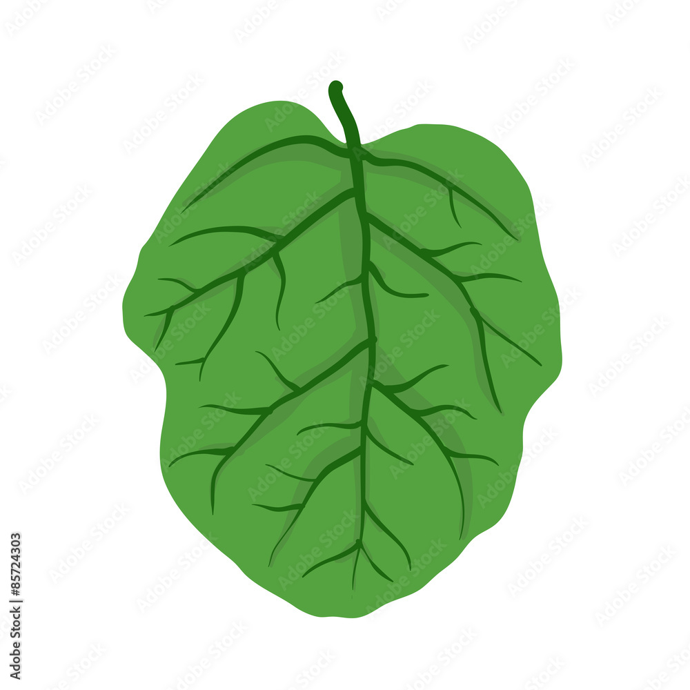 Green leaf of tree, vector illustration Green leaf of tree, vector illustration