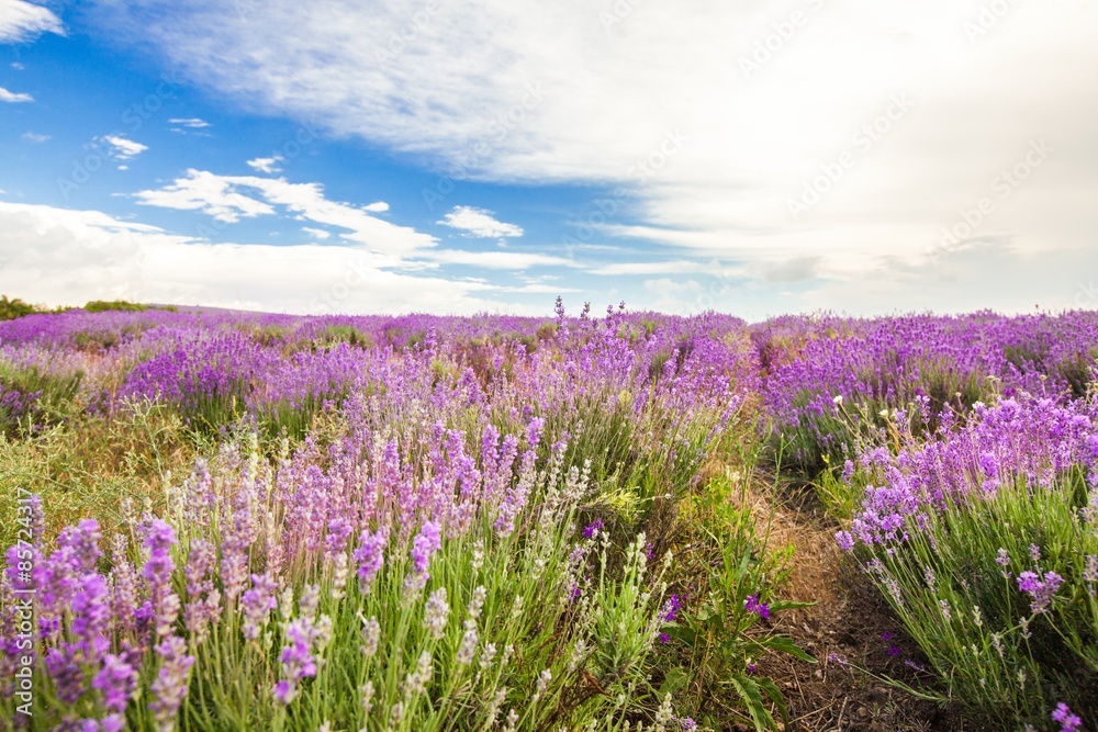 Naklejka premium Lavender, Provence-Alpes-Cote d'Azur, Field.