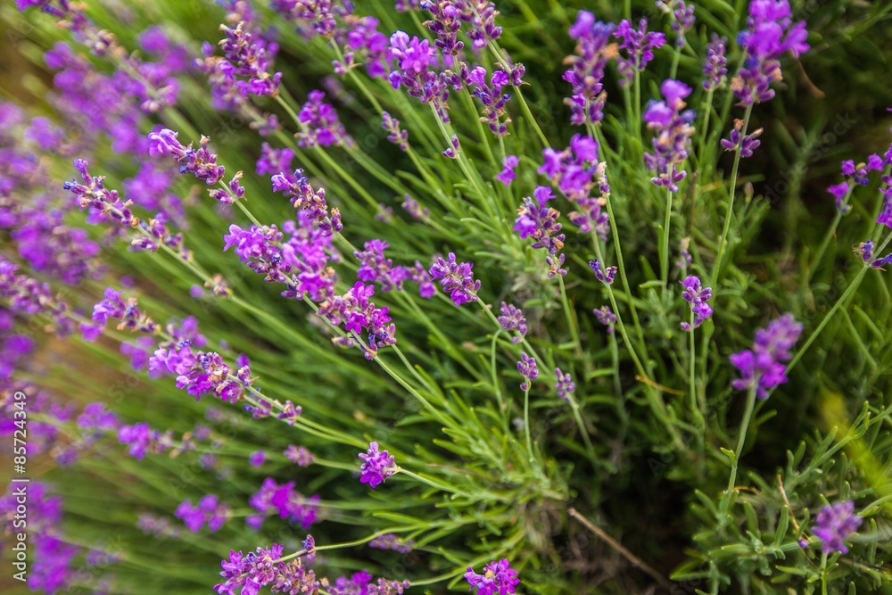 Obraz premium Lavender, Flower, Lavender Coloured.