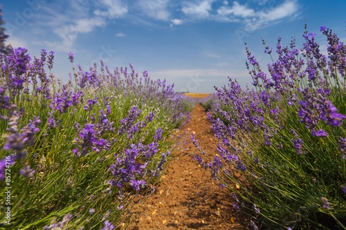 Lavender  France  Provence-Alpes-Cote d Azur.