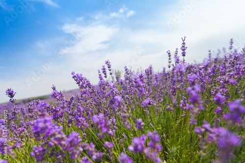 Lavender, Field, Lavender Coloured.