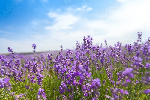 Lavender  France  Provence-Alpes-Cote d Azur.