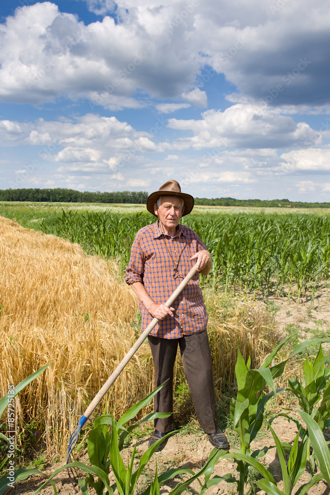 Old man in the field