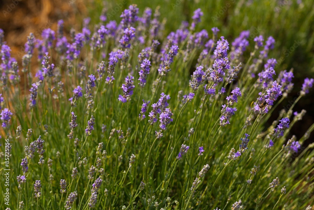 Lavender, Lavender Coloured, Flower. Lavender, Lavender Coloured, Flower.