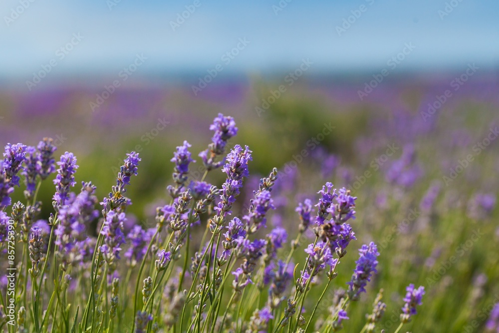 Fototapeta premium Lavender, Lavender Coloured, Flower.