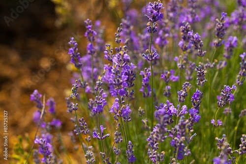 Lavender, Lavender Coloured, Flower. © BillionPhotos.com