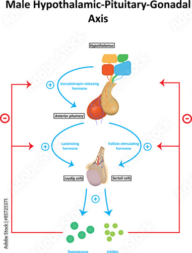 Male Hypothalamic Pituitary Gonadal Axis Labeled Diagram photo
