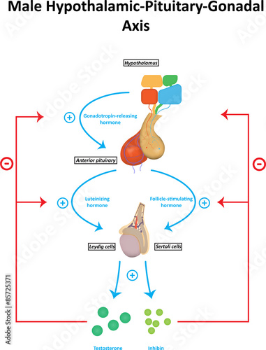 Male Hypothalamic Pituitary Gonadal Axis Labeled Diagram