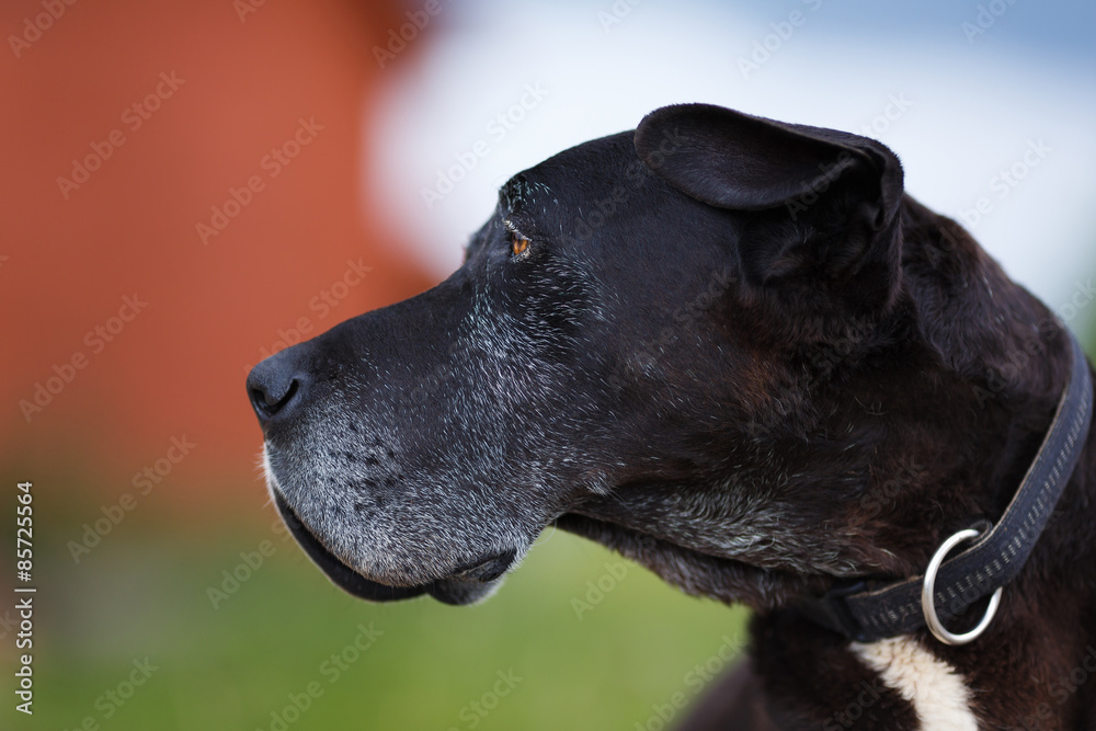 Portrait of old dog Portrait of old dog