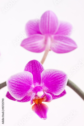 pink orchid