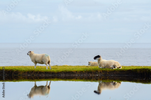 Fototapeta Naklejka Na Ścianę i Meble -  Pecore isolate riflesse nell'acqua