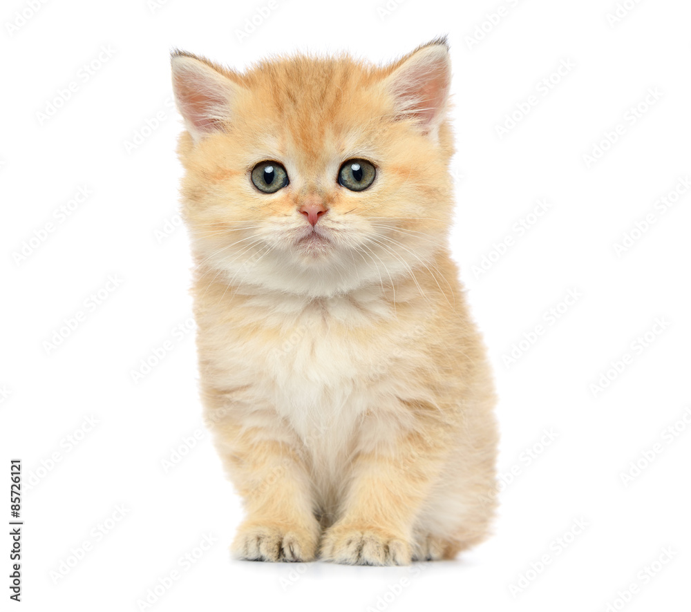 Little kitten on white background