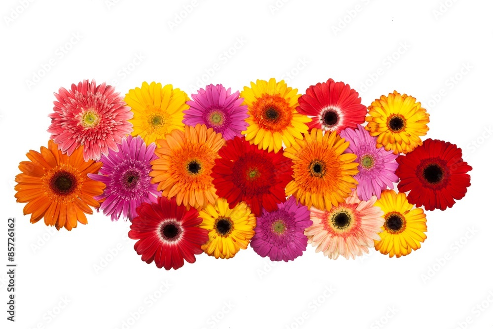 Flower, Pink, Daisy. Flower, Pink, Daisy.