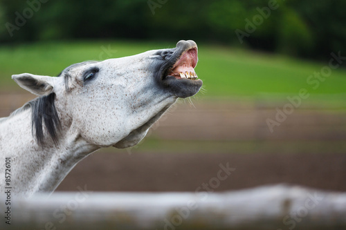 Fototapeta Naklejka Na Ścianę i Meble -  Sniffing horse