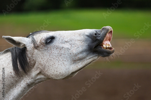 Sniffing horse