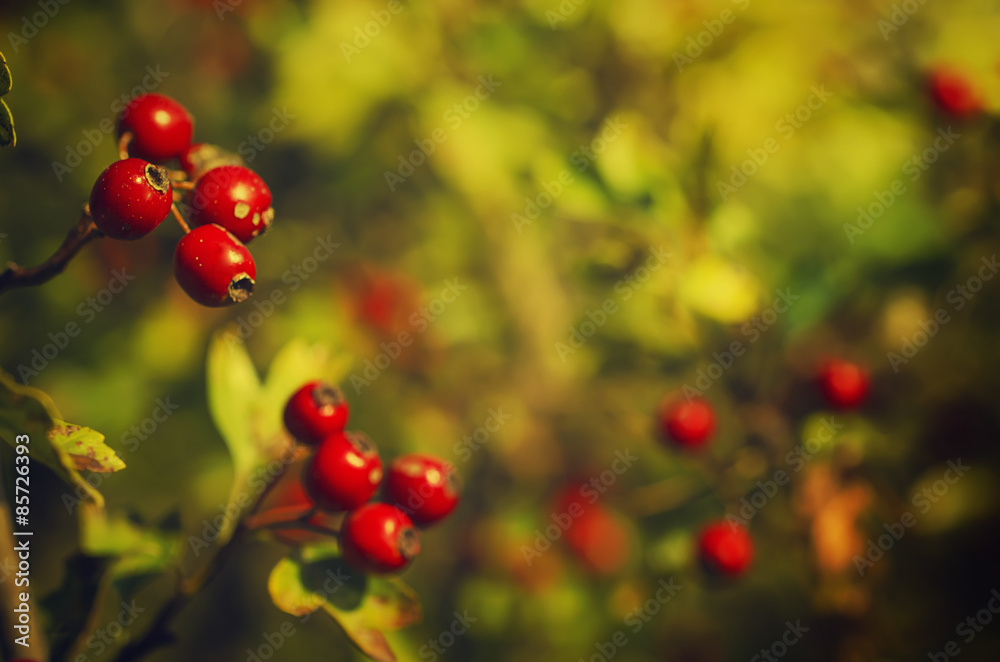 Fototapeta premium Hawthorn berries in nature
