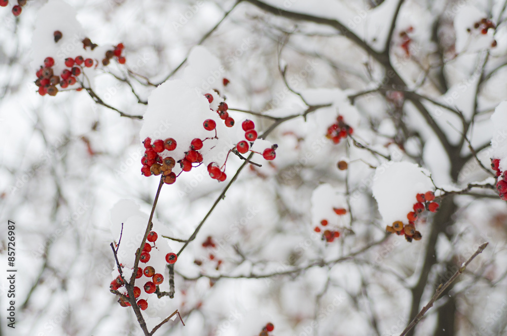 Rowan in the snow