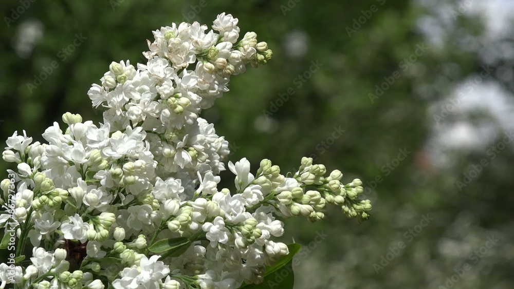 white lilac in nature white lilac in nature