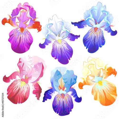 Fototapeta Naklejka Na Ścianę i Meble -  Colored iris flowers isolated on the white
