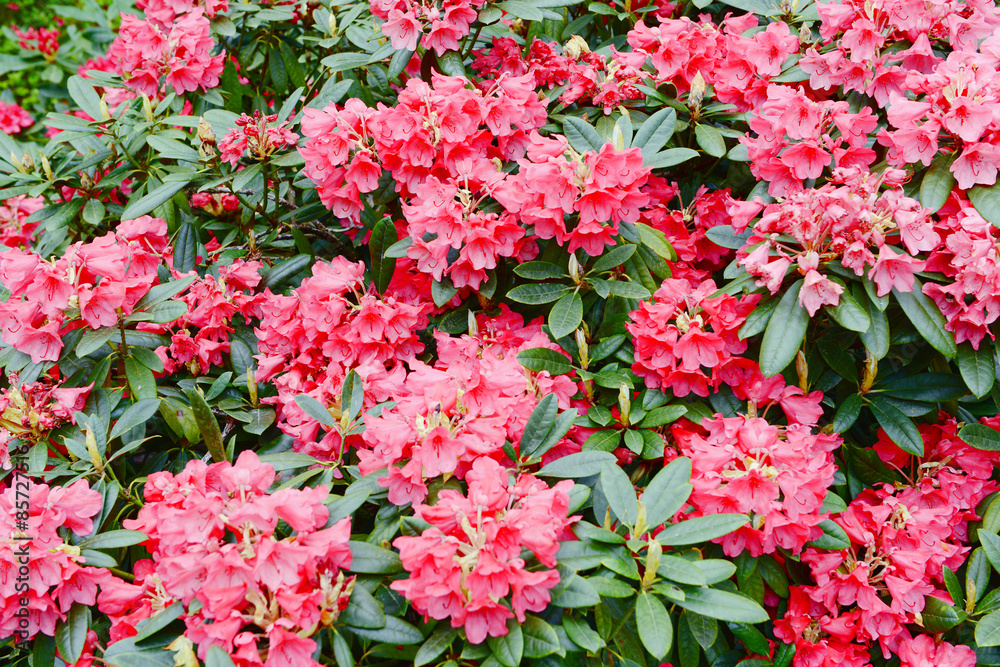 pink rhododendron