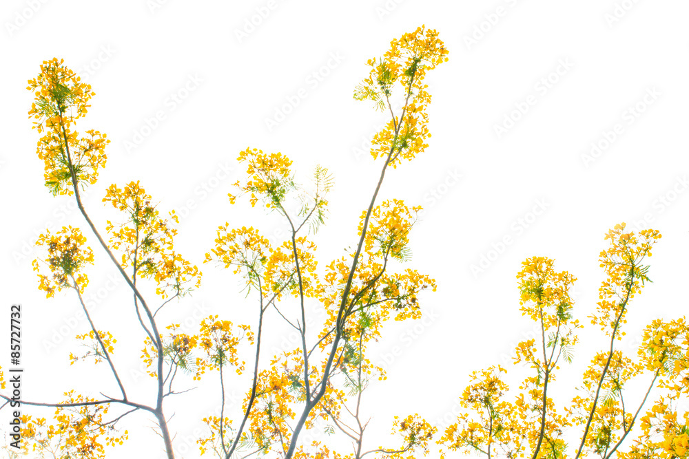 Flam-boyant flower background