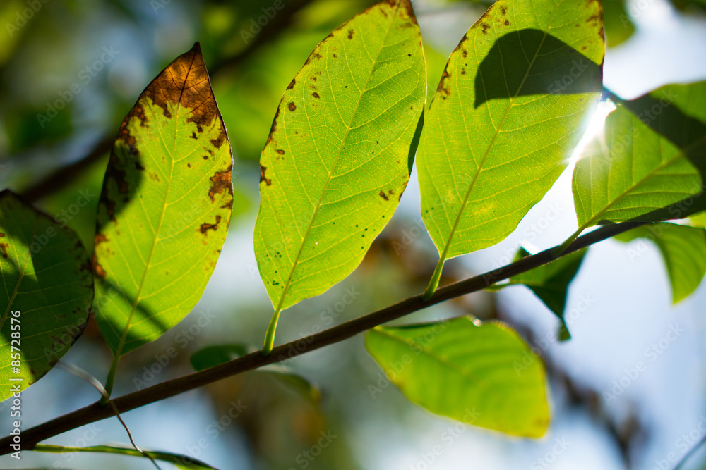 Obraz premium green leaf