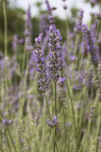 Fleur de lavande