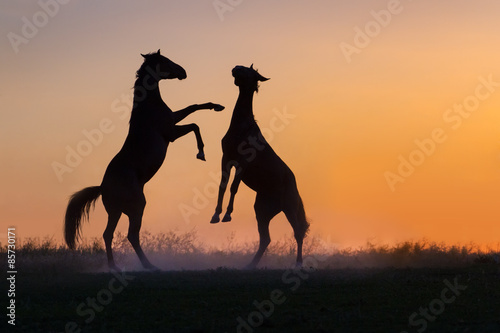 Silhouette of two fighting horses against orange sunset sky