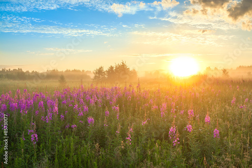 landscape with the sunrise and blossoming meadow © yanikap