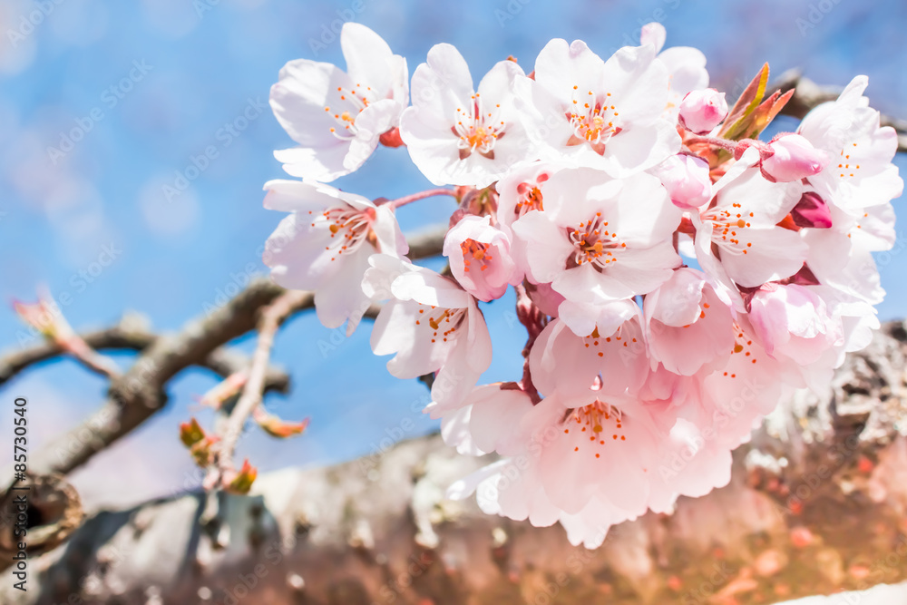 Obraz premium Weeping cherry tree