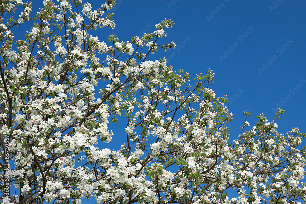 flowers of an apple-tree blossom in the spring flowers of an apple-tree blossom in the spring