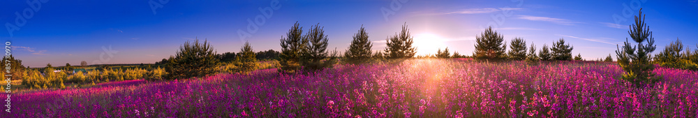 Fototapeta premium letni krajobraz z kwitnącą łąką, sunrise.panorama
