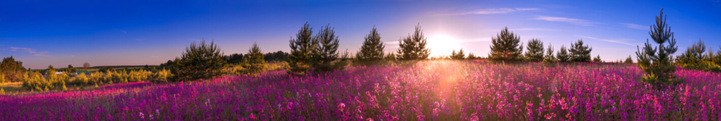 Fotobehang Zomer Bloeiende weide bij zonsopkomst panorama  © yanikap