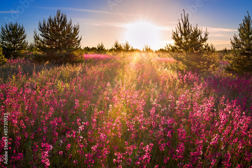 landscape with the blossoming meadow at sunrise