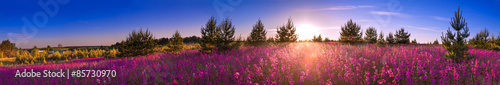 summer landscape with the blossoming meadow, sunrise.panorama © yanikap
