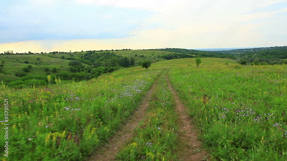 Field road on a green field of perennial grasses, edge, meadow, hay, pasture Field road on a green field of perennial grasses, edge, meadow, hay, pasture