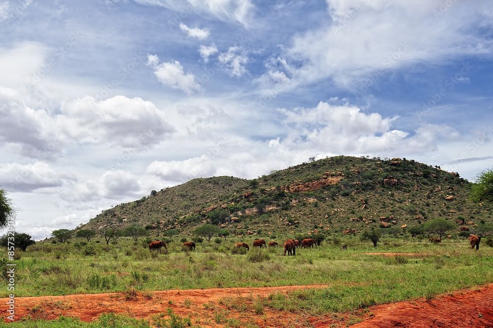 Naklejka premium Elephants