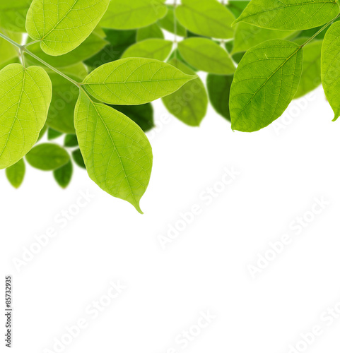Green leaf isolated background