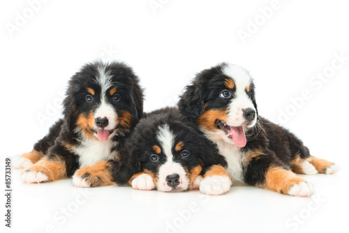 Three Bernese Mountain Dog puppy