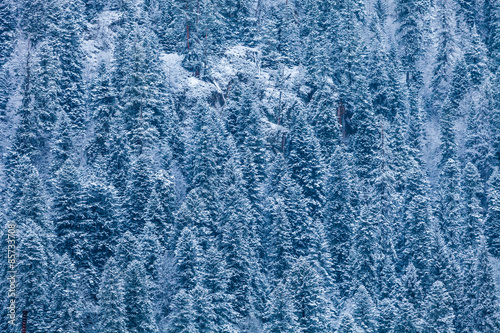 snow on the branches of trees growing on the mountain slopes; tree branches covered with snow